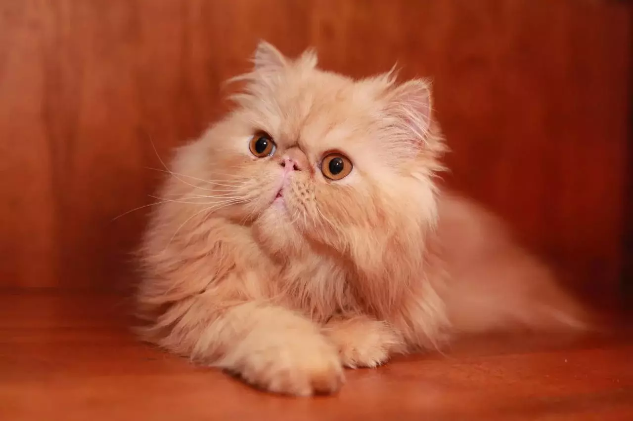 Farsça Kedi (99 fotoğraf): Kedi cins neyi temsil ediyor ve karakteri neye benziyor? Kittens için yemek, siyah, gri ve mavi Farsça kedilerin açıklaması 13171_40