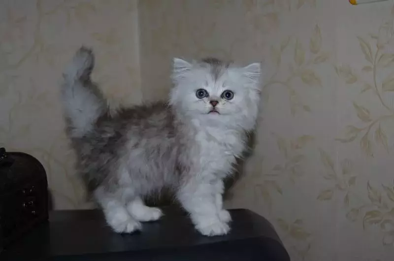 Perská kočka (99 fotografií): Co chová kočka a jaký je jeho charakter? Jídlo pro koťata, popis černé, šedé a modré perské kočky 13171_45