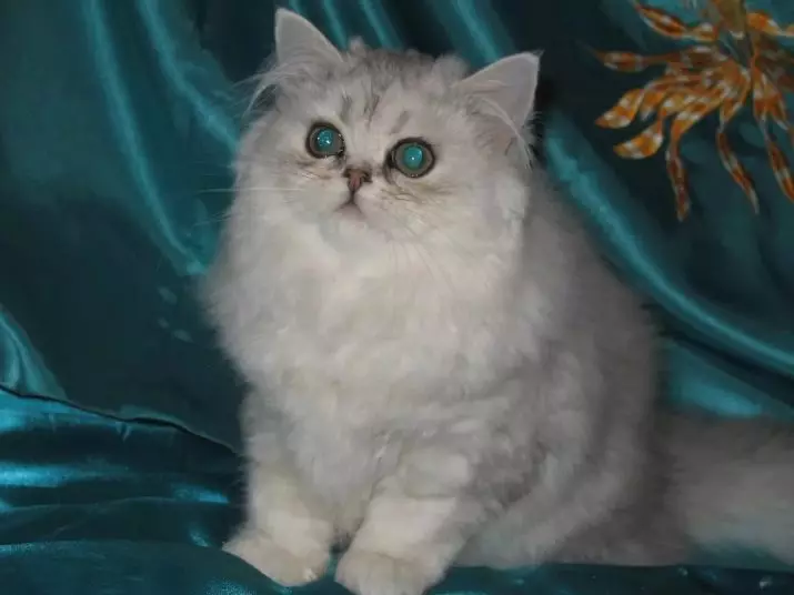 Cat persa (99 fotos): Què sembla el gat i què és el seu personatge? Aliments per a gatets, descripció de gats negres, grisos i perses blaus 13171_51