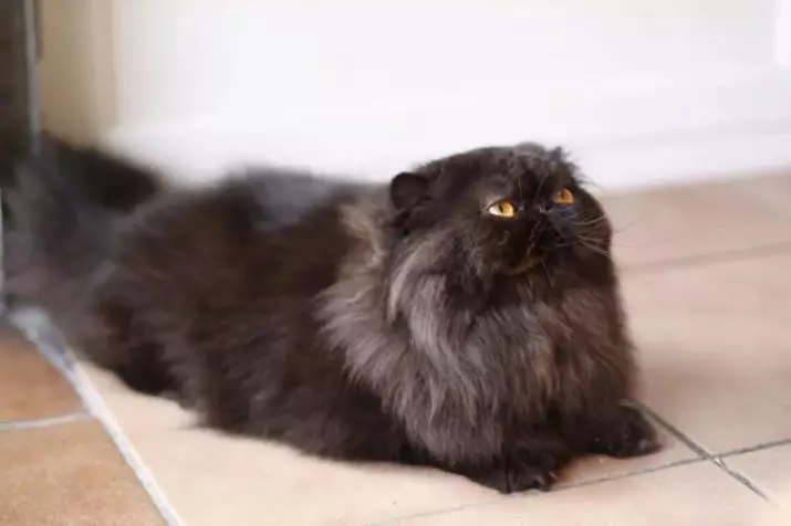 Farsça Kedi (99 fotoğraf): Kedi cins neyi temsil ediyor ve karakteri neye benziyor? Kittens için yemek, siyah, gri ve mavi Farsça kedilerin açıklaması 13171_53