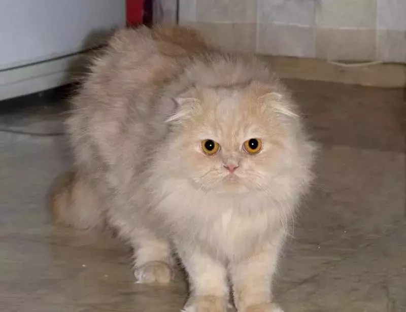 फारसी मांजर (99 फोटो): मांजरी काय आहे आणि त्याचे चरित्र कशासारखे दिसते? मांजरीचे अन्न, काळा, ग्रे आणि ब्लू फारसी मांजरीचे वर्णन 13171_55