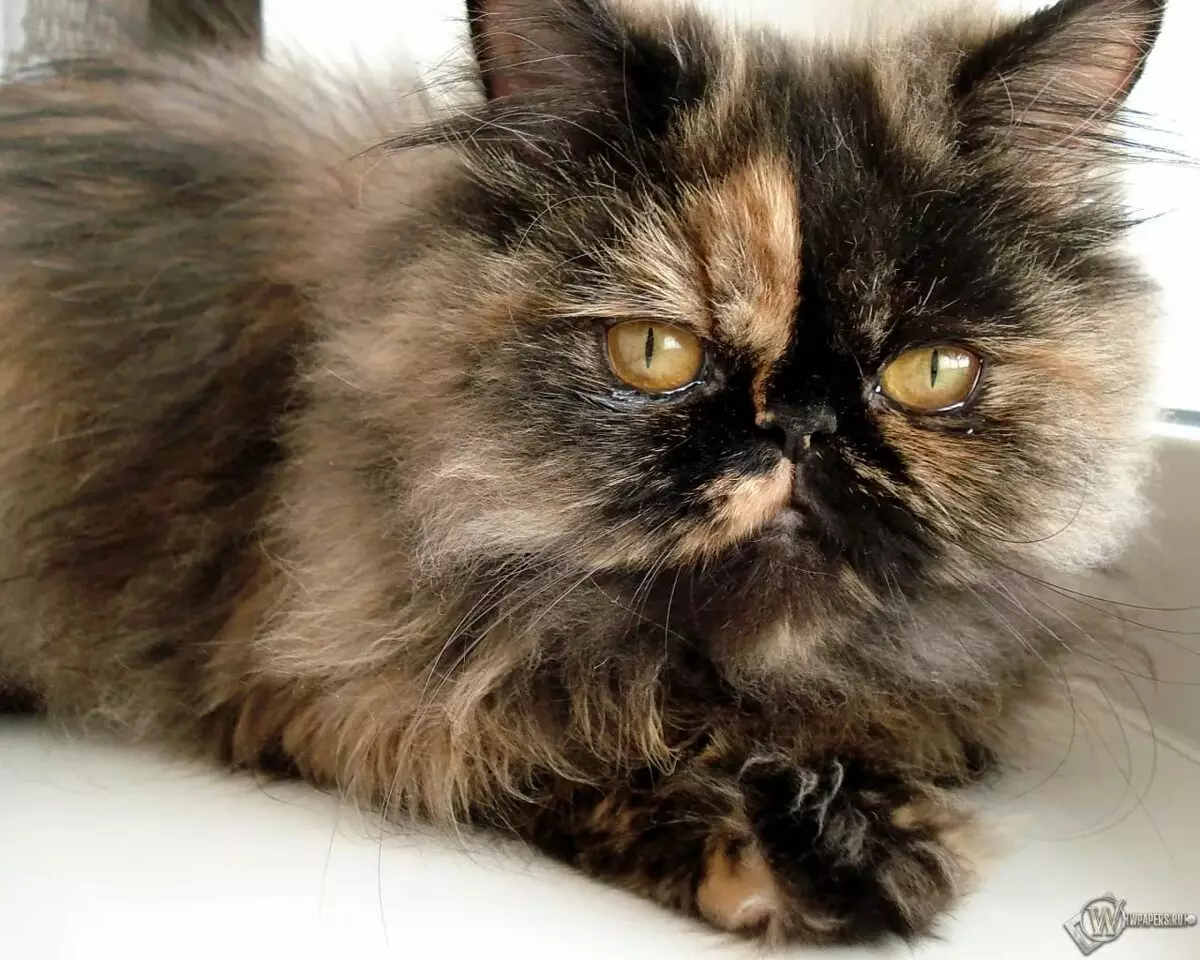 Kucing Persia (99 Foto): Apa jenis kucing lan apa karaktere? Pangan kanggo kucing, katrangan babar blas, abu-abu lan biru persian 13171_57