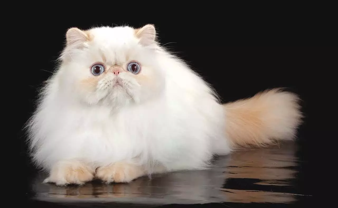 Perzische kat (99 foto's): Wat ras het katten en hoe ziet zijn personage eruit? Eten voor kittens, beschrijving van zwarte, grijze en blauwe Perzische katten 13171_64