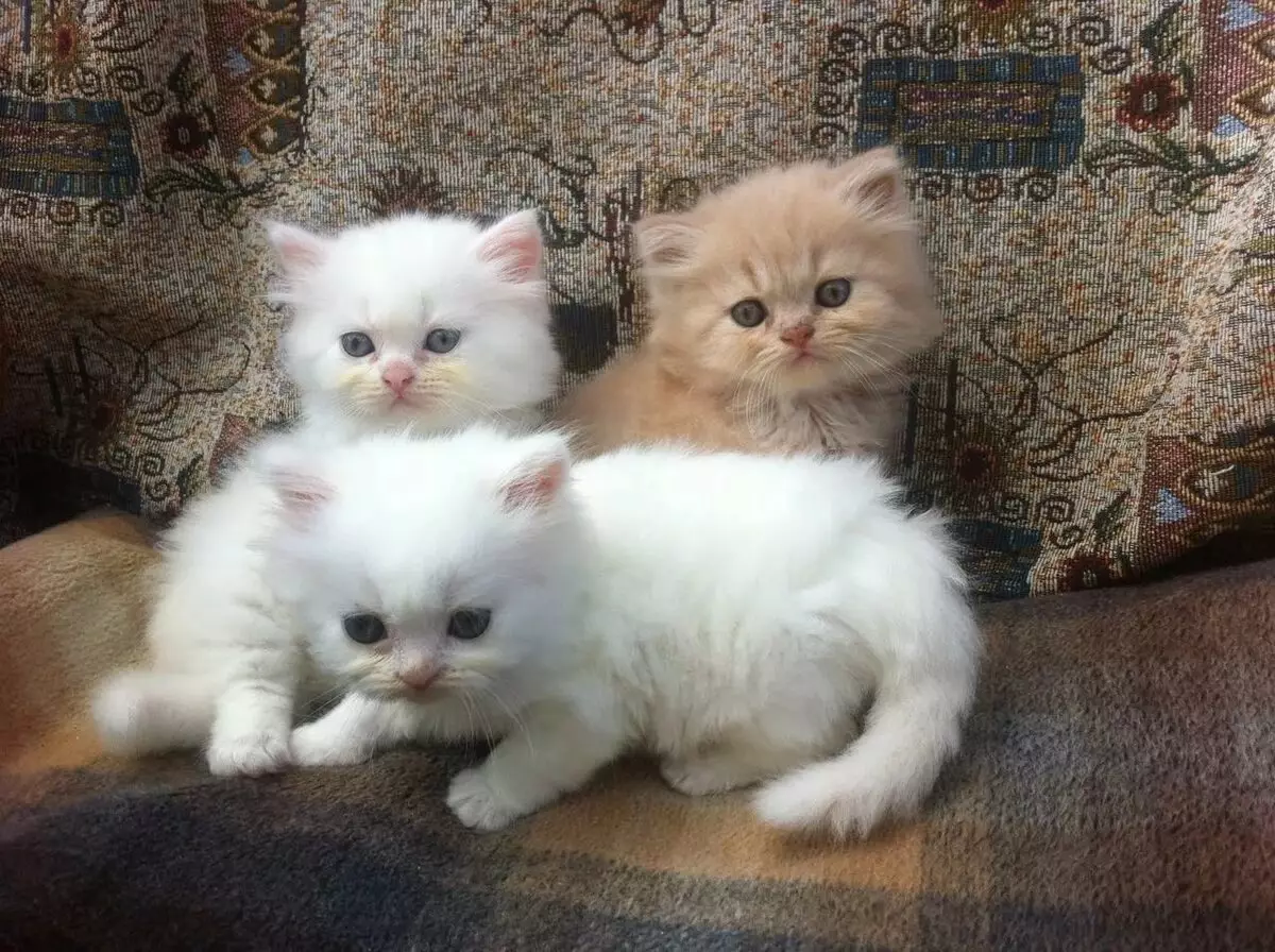 Perská kočka (99 fotografií): Co chová kočka a jaký je jeho charakter? Jídlo pro koťata, popis černé, šedé a modré perské kočky 13171_67