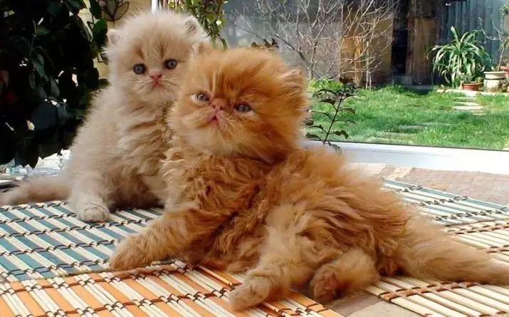 Kucing Persia (99 Foto): Apa jenis kucing lan apa karaktere? Pangan kanggo kucing, katrangan babar blas, abu-abu lan biru persian 13171_69