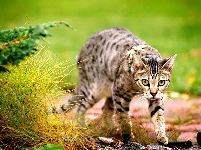 Savannah (66 fotos): descrición de gatos de raza de sabana, características de gatinhos e dimensións. O contido de grandes gatos 13173_10