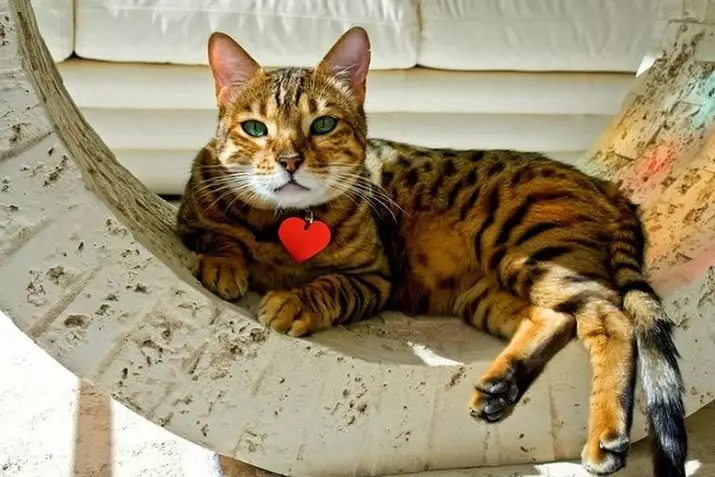 Savannah (66 fotos): descrición de gatos de raza de sabana, características de gatinhos e dimensións. O contido de grandes gatos 13173_16