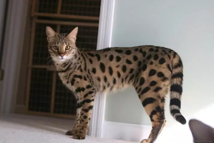 Savannah (66 fotos): Descripción de los gatos de la raza de sabana, las características de los gatitos y las dimensiones. El contenido de gatos grandes. 13173_18