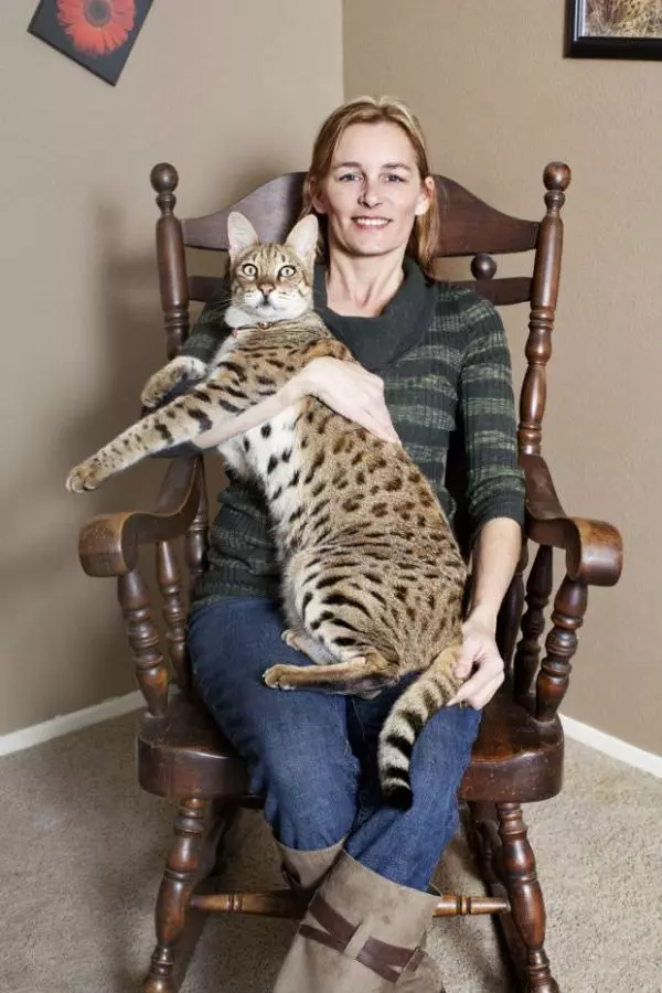 Savannah (66 fotoj): Priskribo de Savanna Breed Cats, karakterizaĵoj de katidoj kaj dimensioj. La enhavo de grandaj katoj 13173_26