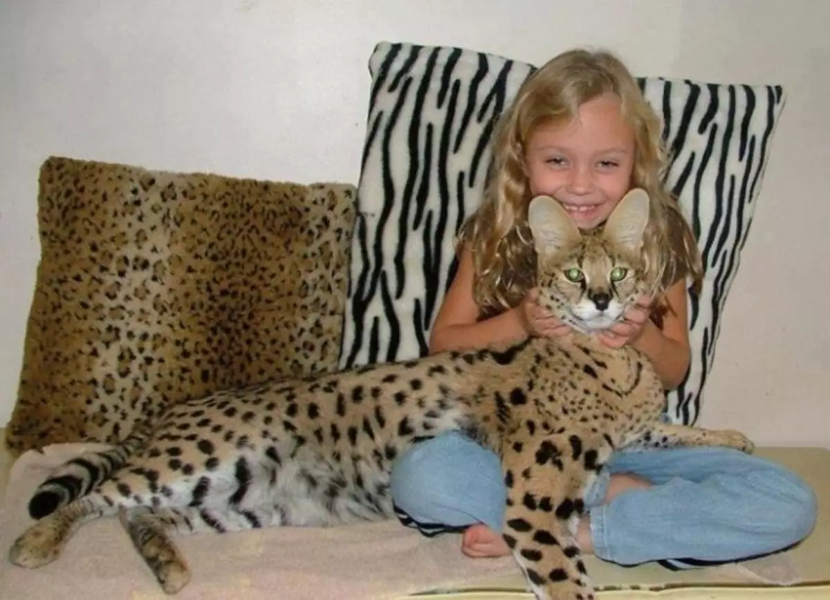 Savannah (66 gambar): Penerangan mengenai kucing savana baka, ciri-ciri kucing dan dimensi. Kandungan kucing besar 13173_31