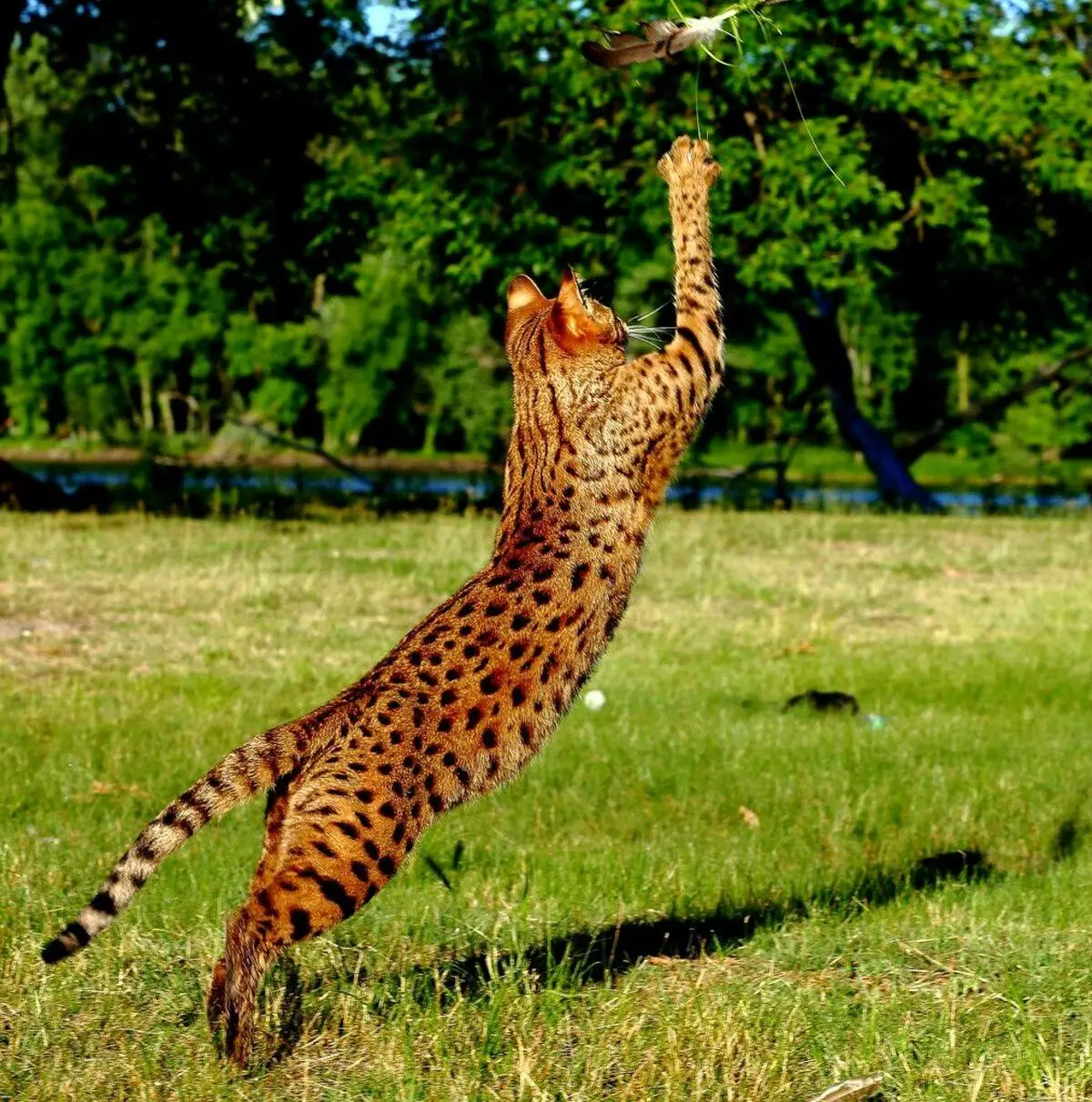 Սավաննա (66 լուսանկար). Savanna Bread Cats- ի նկարագրությունը, kittens- ի բնութագրերը եւ չափերը: Մեծ կատուների բովանդակությունը 13173_35