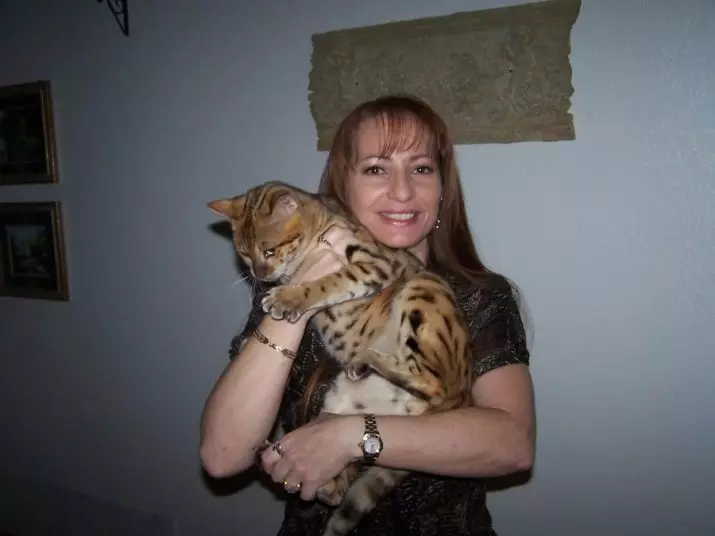Savannah (66 foto's): Beskrywing van Savanna Breed katte, eienskappe van katjies en afmetings. Die inhoud van groot katte 13173_37