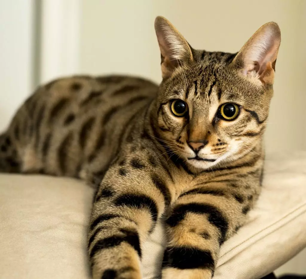萨凡纳（66张照片）：美容遗传性猫，小猫特点和尺寸。大猫的内容 13173_39