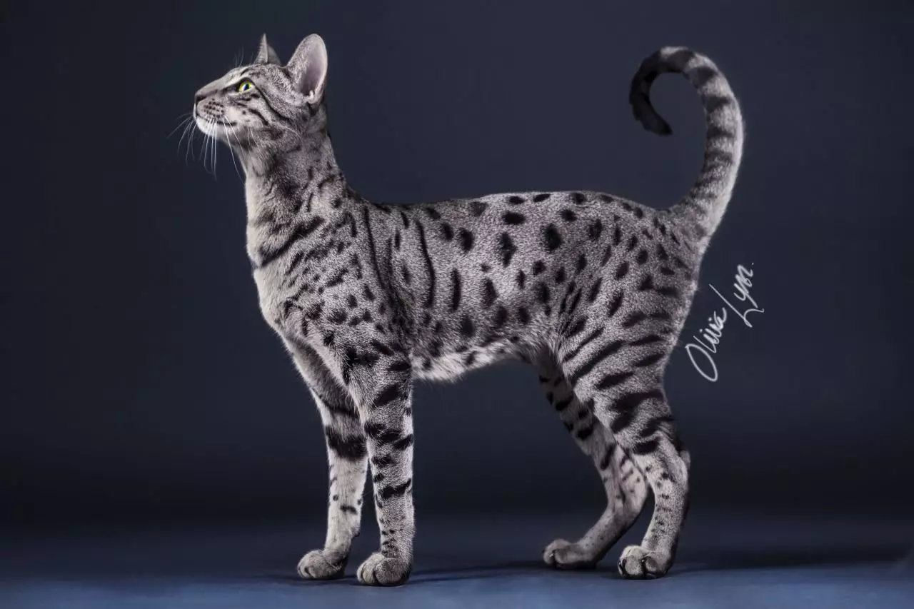Savannah (66 foto's): Beskrywing van Savanna Breed katte, eienskappe van katjies en afmetings. Die inhoud van groot katte 13173_40