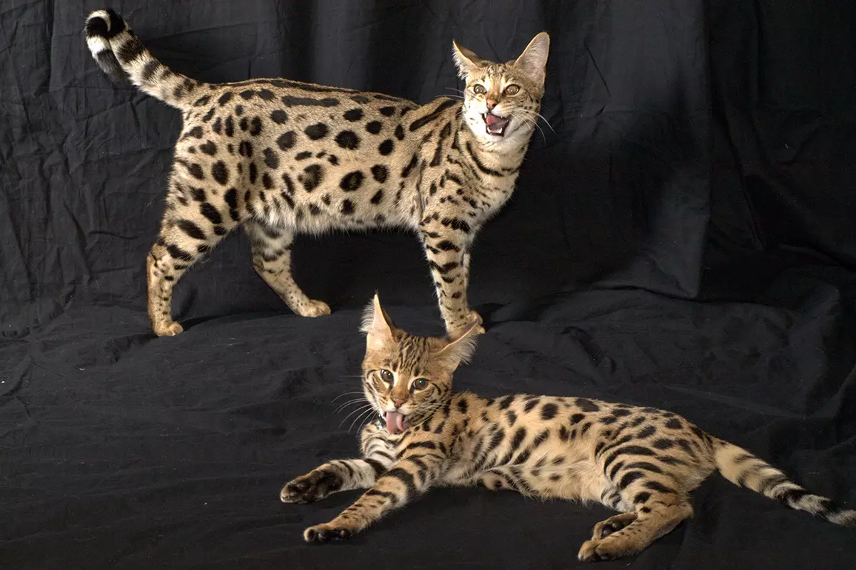 Savannah (66 fotos): descrición de gatos de raza de sabana, características de gatinhos e dimensións. O contido de grandes gatos 13173_46