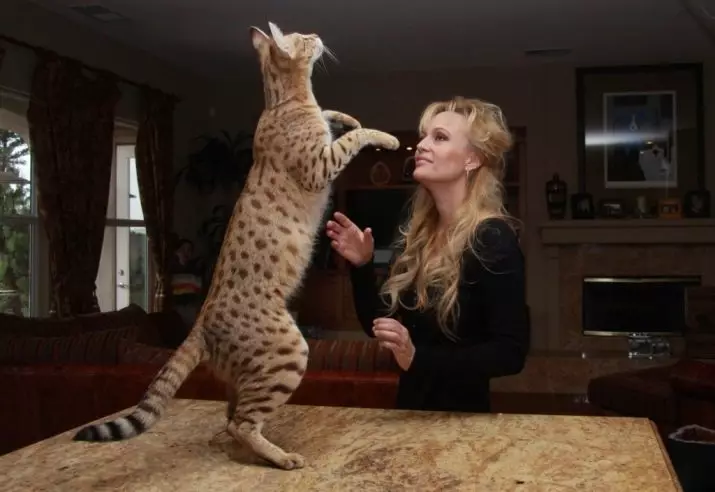Savannah (66 foto's): Beskrywing van Savanna Breed katte, eienskappe van katjies en afmetings. Die inhoud van groot katte 13173_55