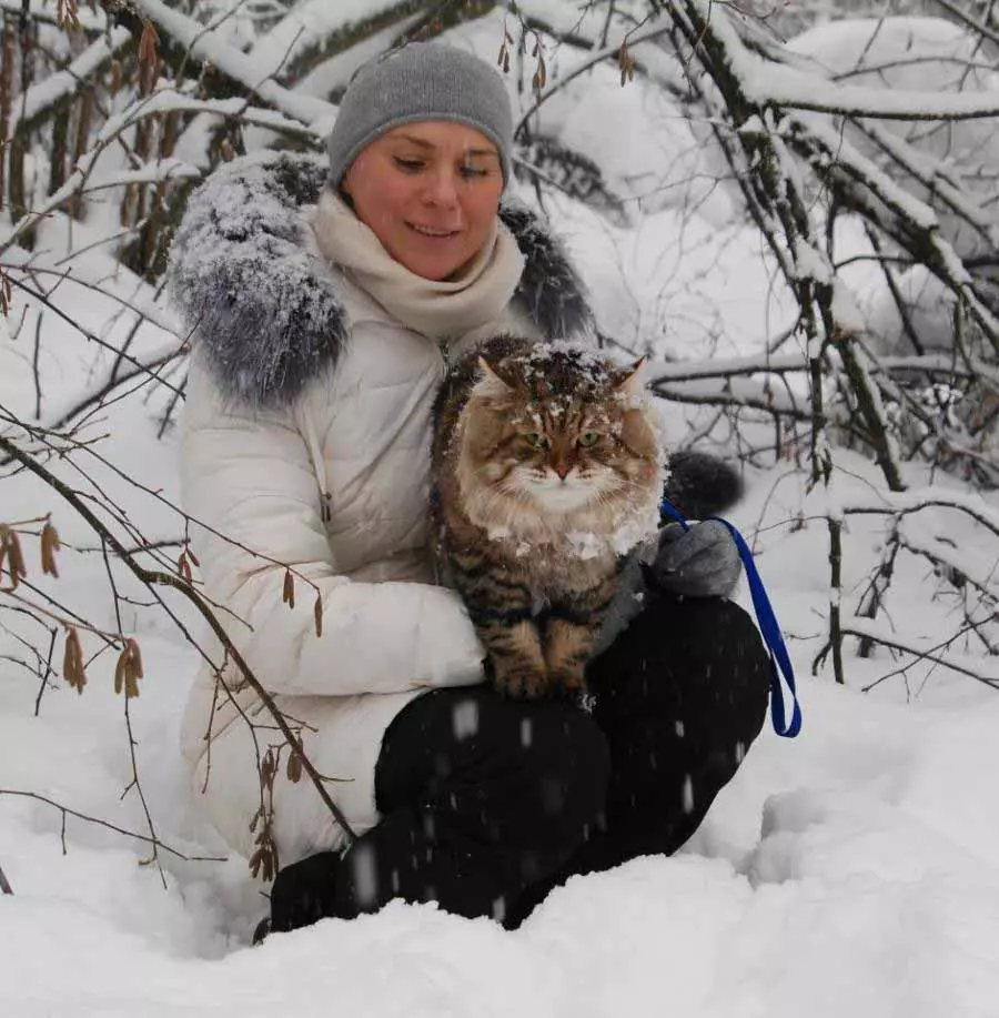 Katin Siberiya (64 Hoto): Bayanin kuliyoyi na kuliyoyi Siberian. Menene kallon kitts kuma menene halayensu? Yadda za a zabi abinci ga Siberians? Katara nawa suke zaune? 13175_2