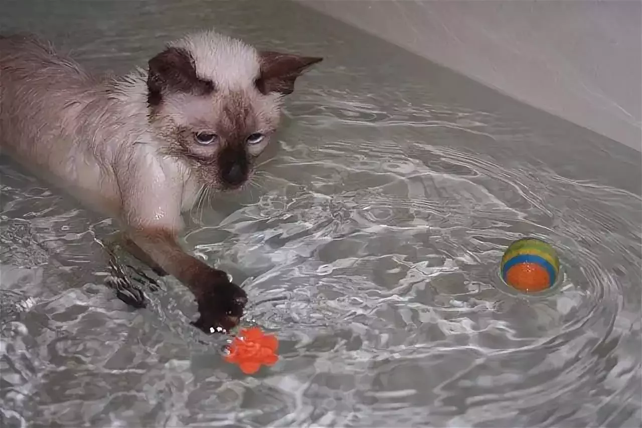 Котенок любит купаться