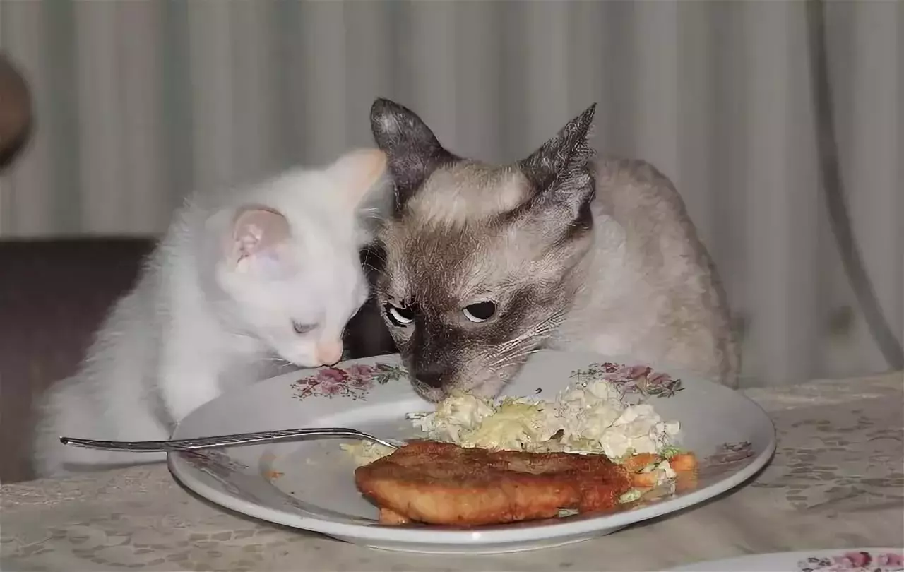 Котам можно кашу. Питание кошек. Питание тайских кошек. Питание сиамских кошек. Корм для тайского кота.