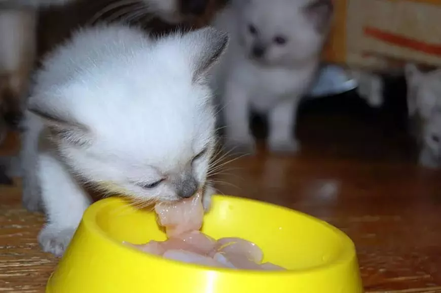 Со скольки месяцев можно давать котятам. Котенок ест сметану. Маленький котик кушает. Белый котенок кушает. Кормление котят.