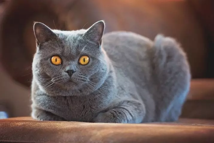 Skotijas kaķis (71 fotogrāfijas): māju skotu apraksts, kaķu raksturs. Sugu iezīmes. Ko jūs skatāties un kā mācīt paplātei? Īpašumtiesību atsauksmes 13178_4