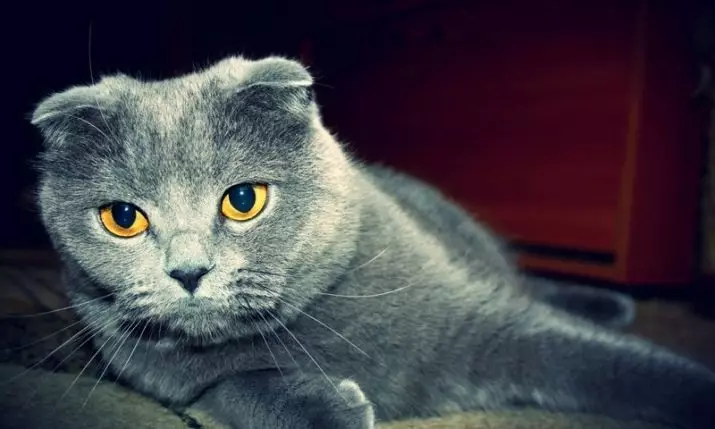 Cat skocez (71 foto): Përshkrimi i scots vilë, karakteri i macet. Karakteristikat e specieve. Çfarë dukeni dhe si t'i mësoni tabaka? Shqyrtimet e pronësisë 13178_70