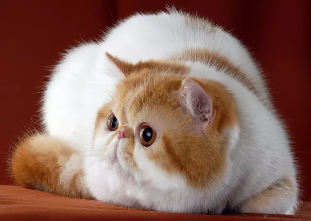 گربه عجیب و غریب (84 عکس): یک توصیف از گربههای و دارای موی بلند گربه از نژاد exotom، شخصیت بچه گربه ها. ویژگی های مراقبت 13179_10