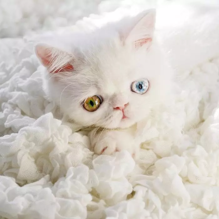 گربه عجیب و غریب (84 عکس): یک توصیف از گربههای و دارای موی بلند گربه از نژاد exotom، شخصیت بچه گربه ها. ویژگی های مراقبت 13179_13