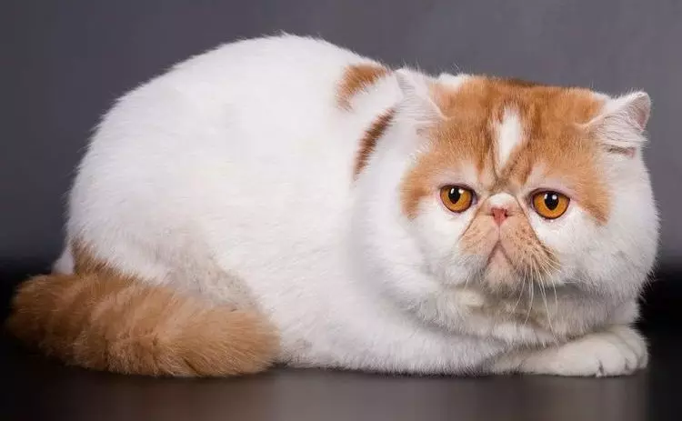 Eksotisk kat (84 billeder): En beskrivelse af shorthair og langhårede katte af race af Exotom, karakteren af ​​killinger. Funktioner i pleje 13179_16