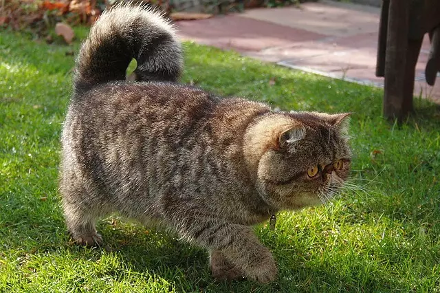 گربه عجیب و غریب (84 عکس): یک توصیف از گربههای و دارای موی بلند گربه از نژاد exotom، شخصیت بچه گربه ها. ویژگی های مراقبت 13179_25