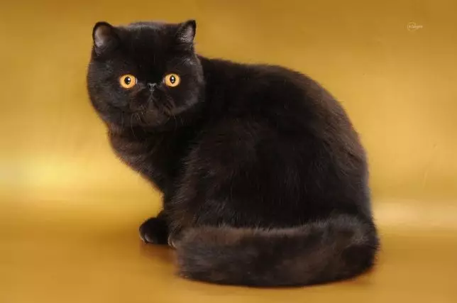 gatto esotico (84 foto): la descrizione dei pelo corto e gatti a pelo lungo della razza del Exotom, il personaggio di gattini. Caratteristiche della cura 13179_29