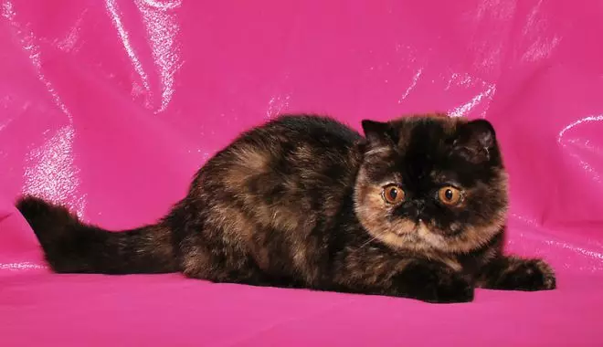 Kucing eksotik (84 foto): Penerangan mengenai kucing Shorthair dan berambut panjang dari pembiakan exotom, watak anak kucing. Ciri-ciri Penjagaan 13179_30