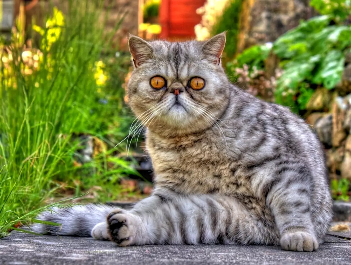 Exotic Cat (84 зураг): Exotom-ийн үүлдрийн болон урт үстэй муурны тайлбар. Тусламжийн онцлог 13179_34