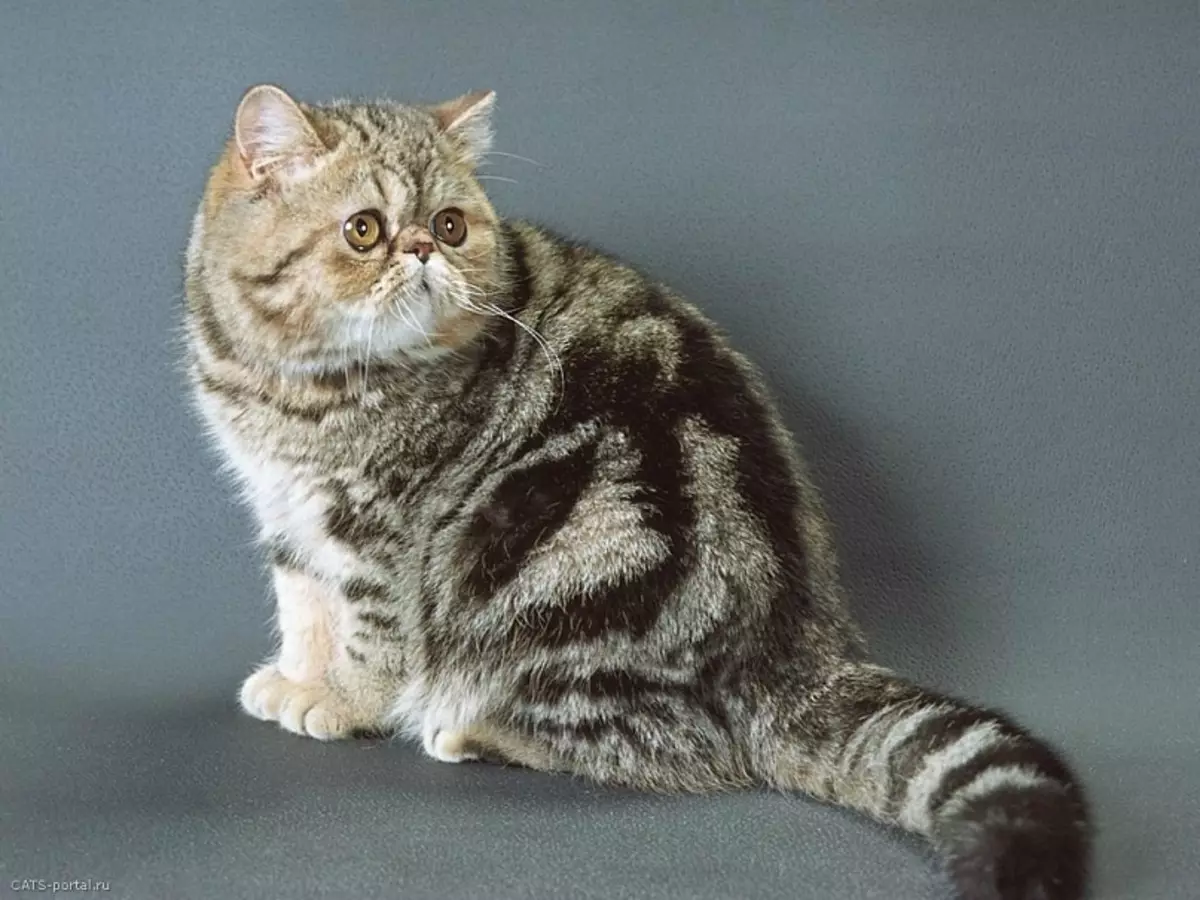 Kucing eksotik (84 foto): Penerangan mengenai kucing Shorthair dan berambut panjang dari pembiakan exotom, watak anak kucing. Ciri-ciri Penjagaan 13179_35