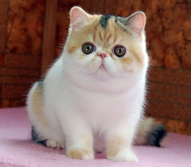گربه عجیب و غریب (84 عکس): یک توصیف از گربههای و دارای موی بلند گربه از نژاد exotom، شخصیت بچه گربه ها. ویژگی های مراقبت 13179_4