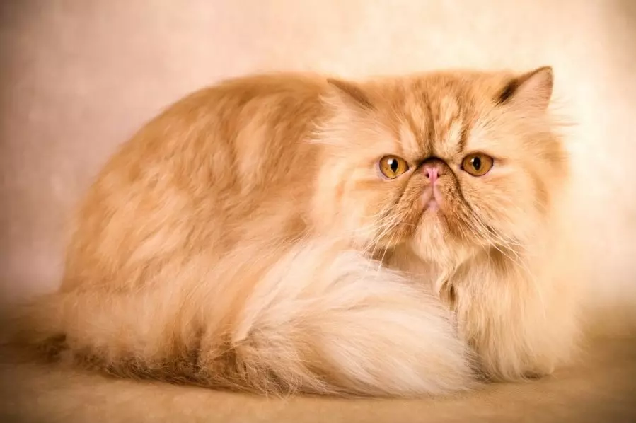 گربه عجیب و غریب (84 عکس): یک توصیف از گربههای و دارای موی بلند گربه از نژاد exotom، شخصیت بچه گربه ها. ویژگی های مراقبت 13179_5