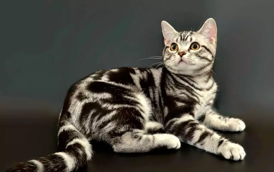 Kucing eksotik (84 foto): Penerangan mengenai kucing Shorthair dan berambut panjang dari pembiakan exotom, watak anak kucing. Ciri-ciri Penjagaan 13179_6
