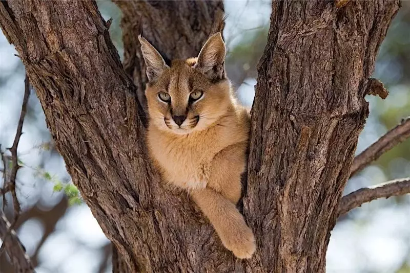 Caracales (46 photos): Qui est un désert Lynx? Caractéristiques des chats à la maison, description de la race d'animaux 13181_10