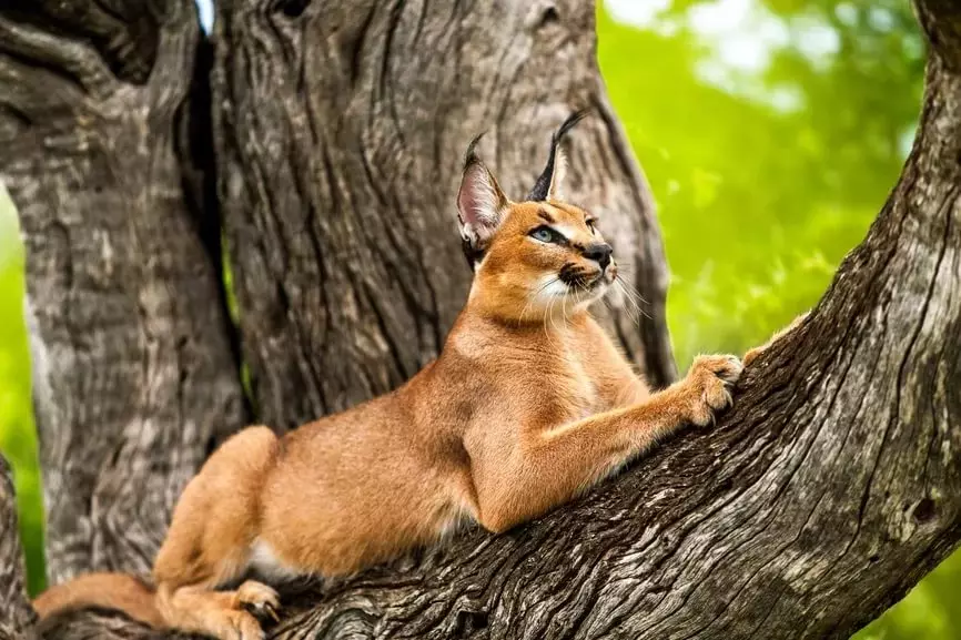 कॅरॅकल्स (46 फोटो): रेगिस्तान lynx कोण आहे? घरातील मांजरी, प्राण्यांच्या जातीचे वर्णन 13181_12
