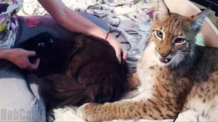 Caracals (46 foto): chi è una lince del deserto? Caratteristiche dei gatti a casa, descrizione della razza di animali 13181_13