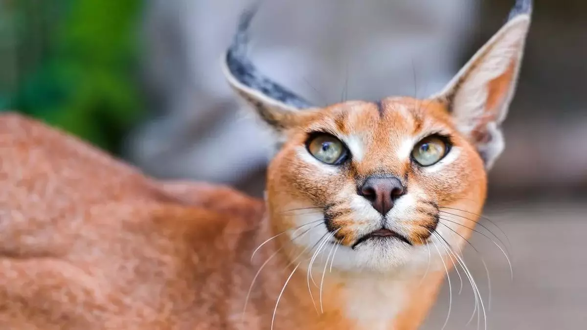 कॅरॅकल्स (46 फोटो): रेगिस्तान lynx कोण आहे? घरातील मांजरी, प्राण्यांच्या जातीचे वर्णन 13181_14