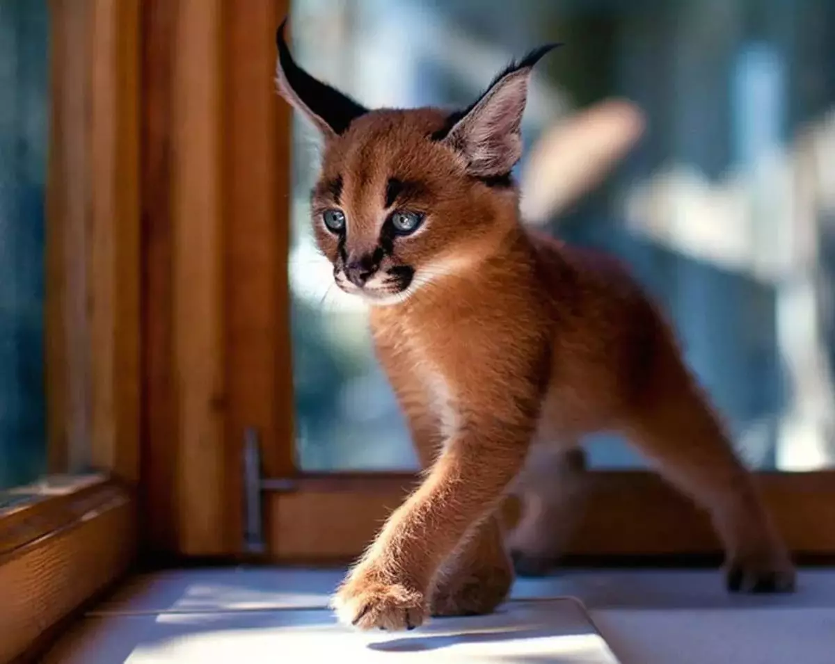 Caracales (46 photos): Qui est un désert Lynx? Caractéristiques des chats à la maison, description de la race d'animaux 13181_15