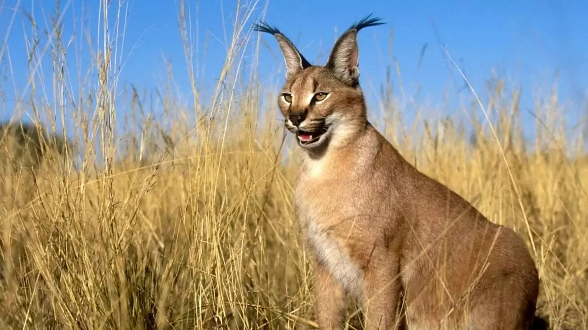 Caracales (46 photos): Qui est un désert Lynx? Caractéristiques des chats à la maison, description de la race d'animaux 13181_16