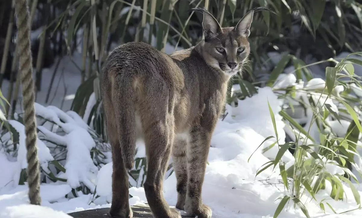 Caracales (46 photos): Qui est un désert Lynx? Caractéristiques des chats à la maison, description de la race d'animaux 13181_17