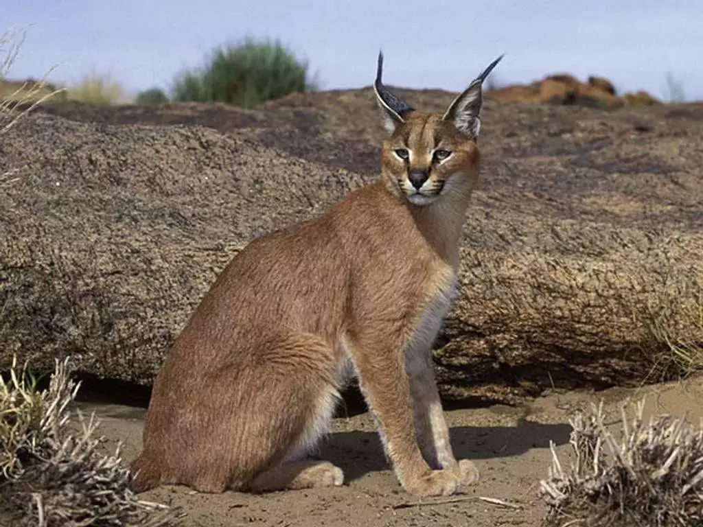 Caracals (46 fotos): ¿Quién es un lince del desierto? Características de los gatos en casa, descripción de la raza de animales. 13181_18
