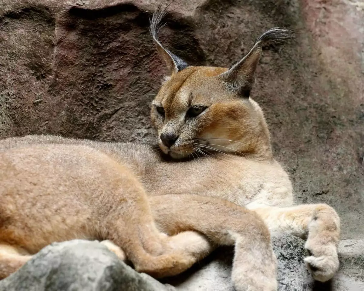 कॅरॅकल्स (46 फोटो): रेगिस्तान lynx कोण आहे? घरातील मांजरी, प्राण्यांच्या जातीचे वर्णन 13181_19