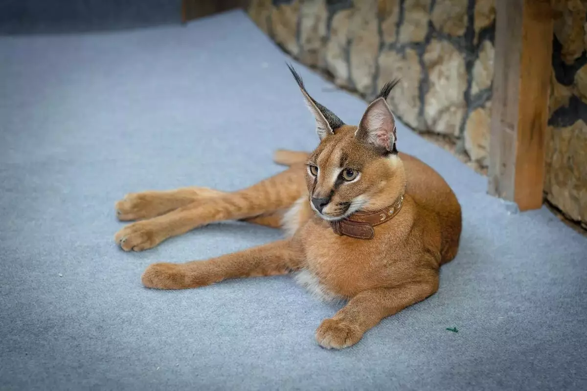 कॅरॅकल्स (46 फोटो): रेगिस्तान lynx कोण आहे? घरातील मांजरी, प्राण्यांच्या जातीचे वर्णन 13181_2