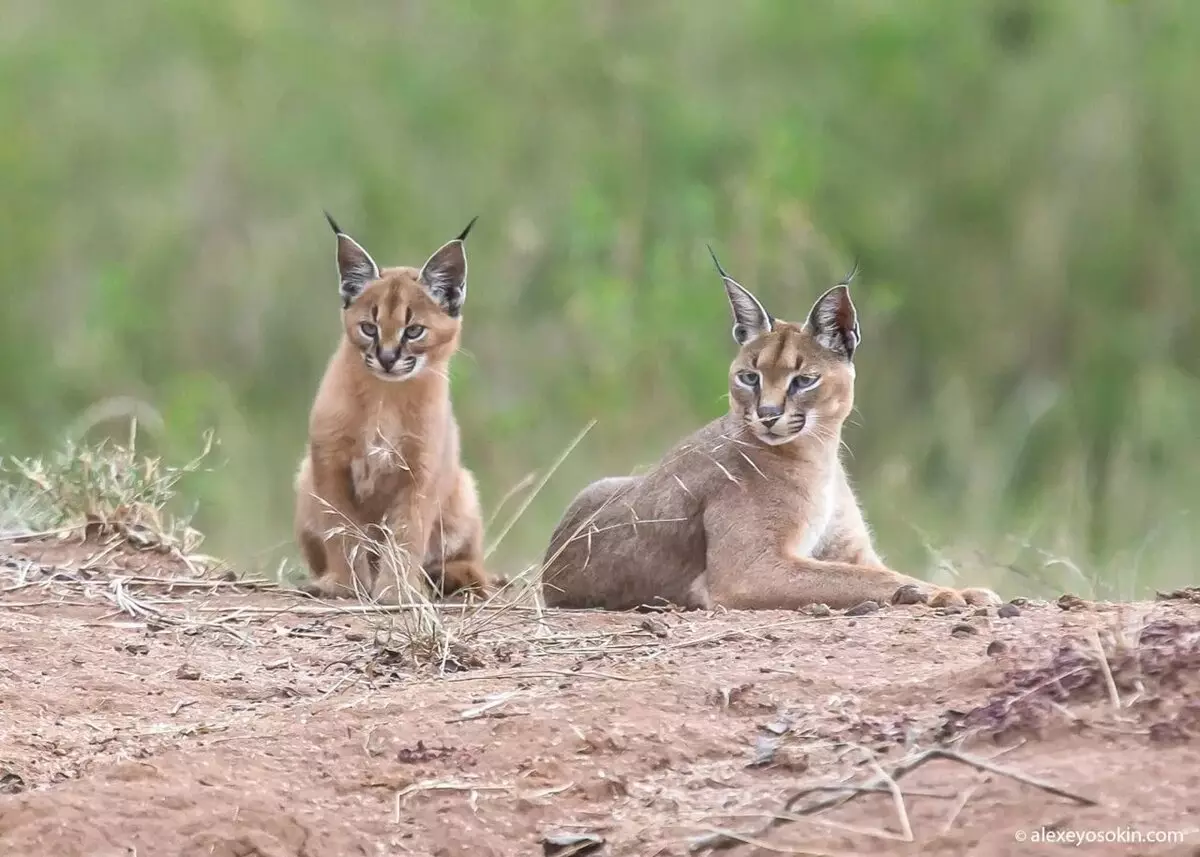 Caracals（46写真）：砂漠のLynxは誰ですか？自宅での猫の特徴、動物の繁殖の説明 13181_20