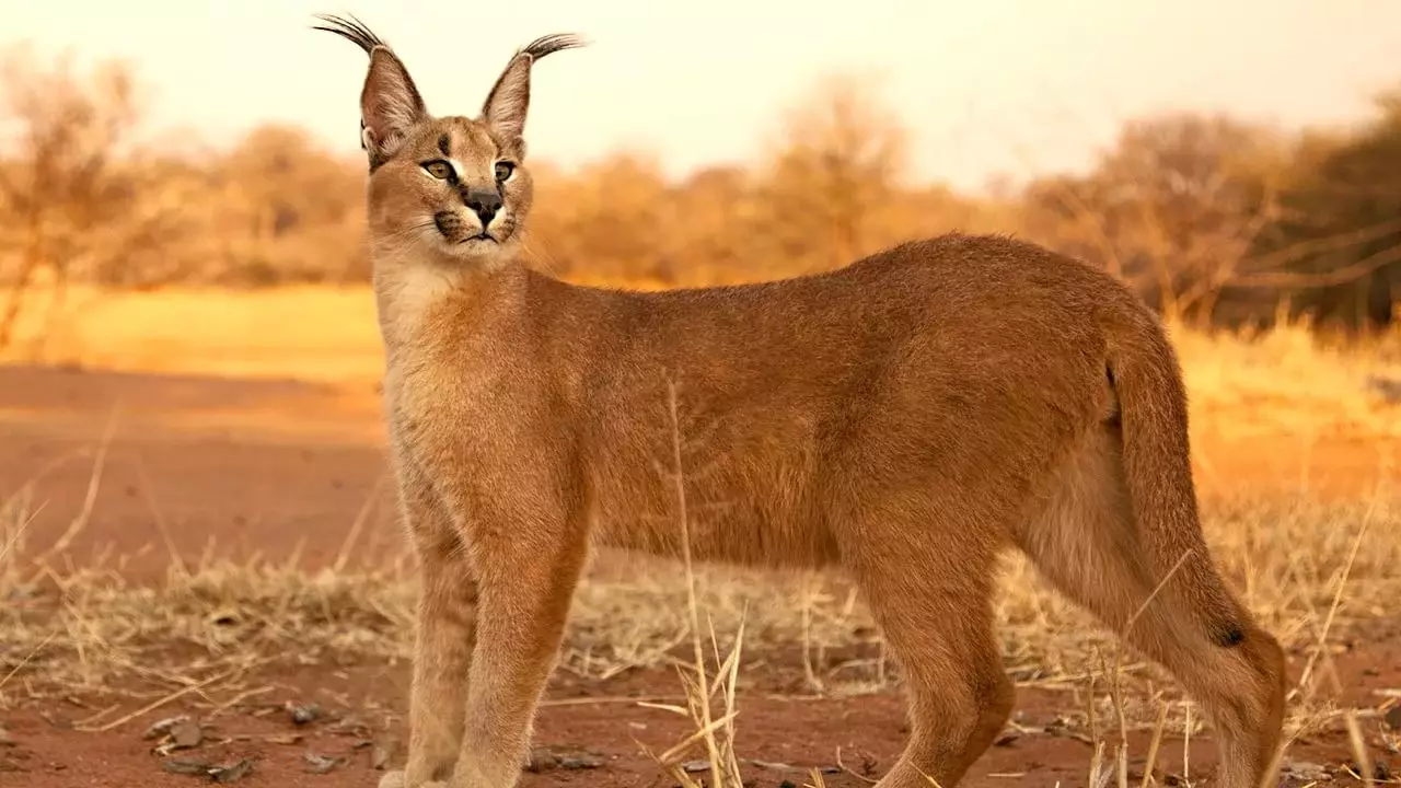 Caracals（46写真）：砂漠のLynxは誰ですか？自宅での猫の特徴、動物の繁殖の説明 13181_21