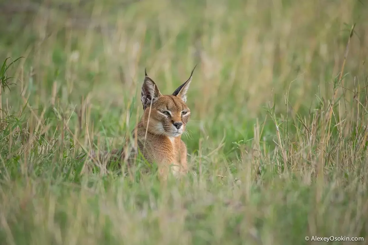 加薪（46张照片）：谁是沙漠Lynx？猫的特色在家里，动物品种的描述 13181_22